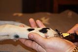 GRIFFES - DALMATIEN 036